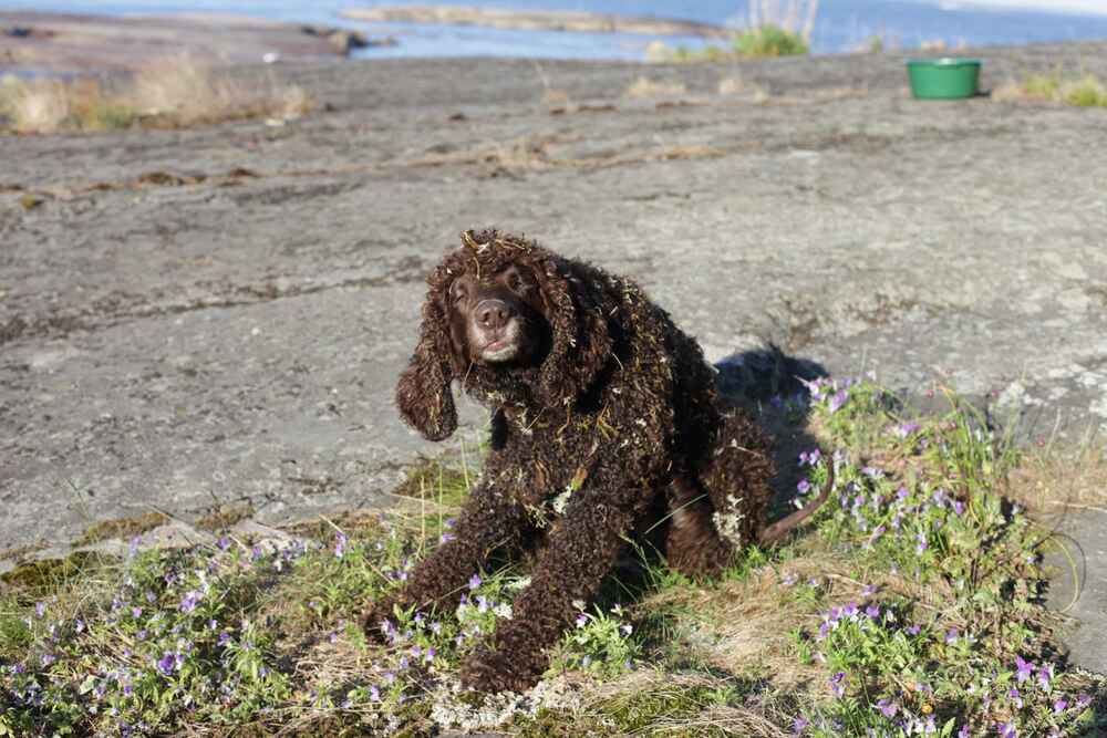 Ирландский водяной спаниель в траве