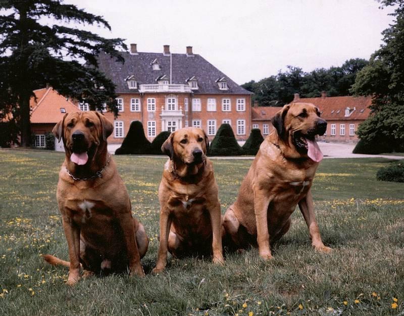 Породы собак из группы молоссов: брохольмер