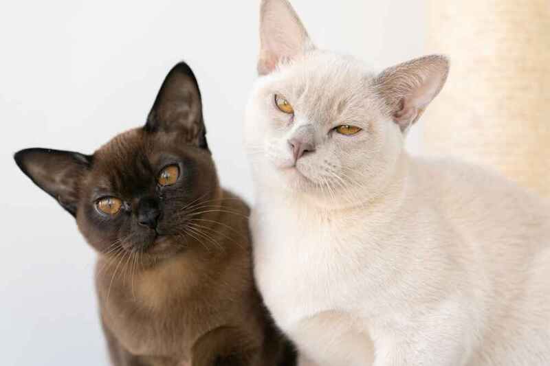 Вес бурманской кошки стабилизируется примерно к году