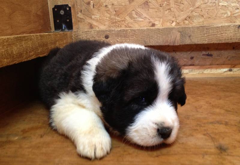 Советы по выбору щенка греческой овчарки