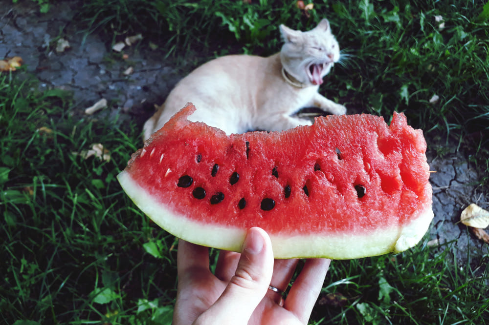 Кошке можно предложить небольшое количество арбуза