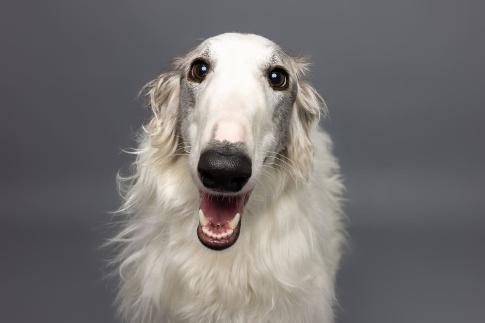 Русских борзых сравнивают с гончими