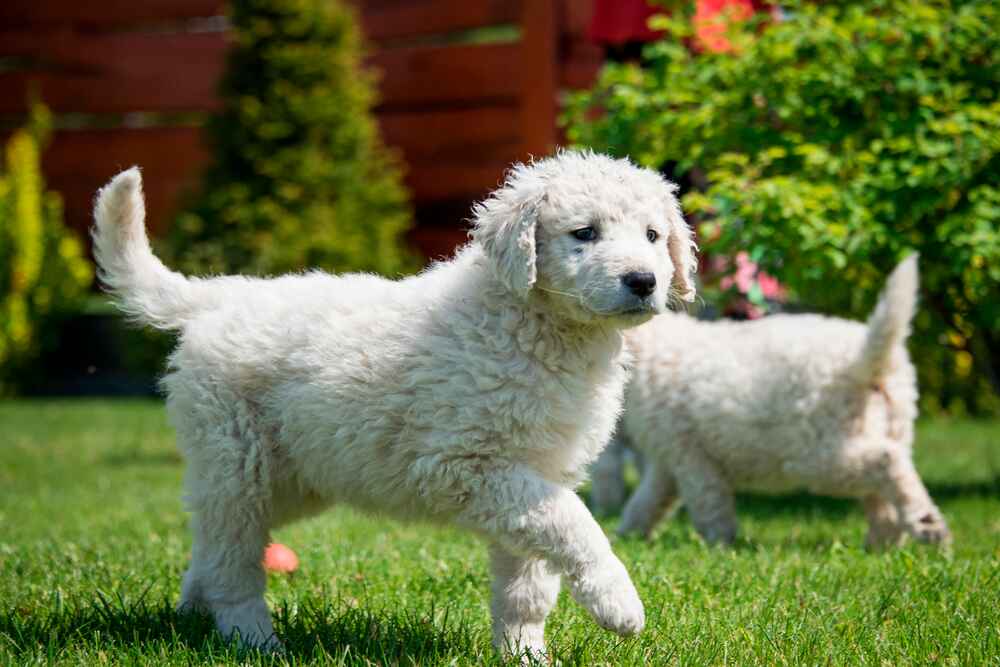 На фото собака кувас