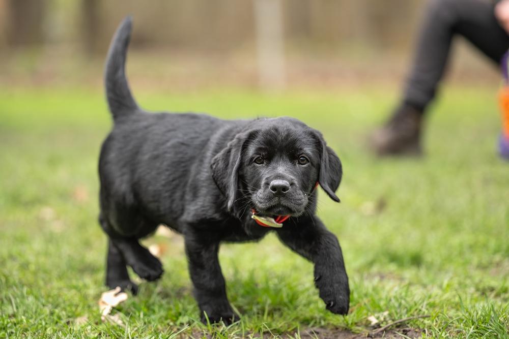 Как выбрать щенка черного лабрадора?
