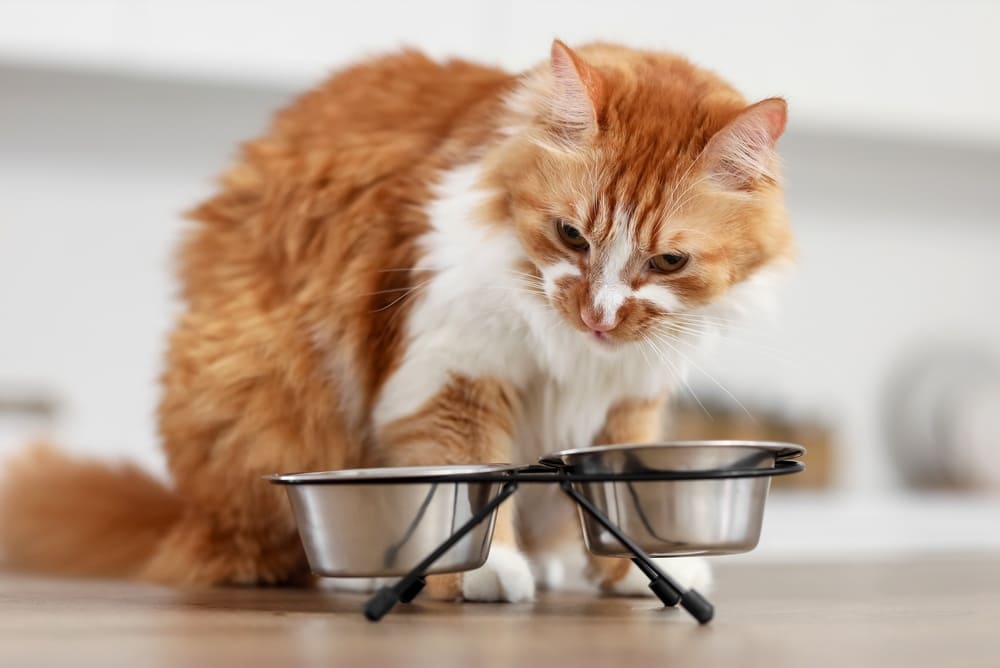 Нужно быть уверенным, можно ли кошкам сало