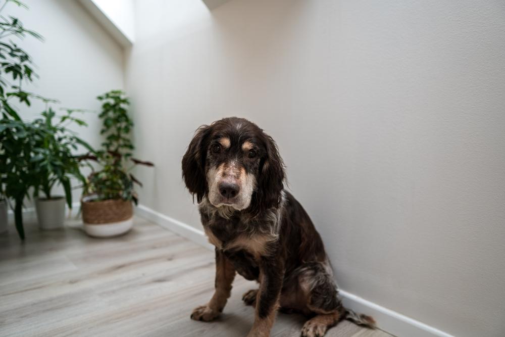 как дрессировать немецкого вахтельхунда