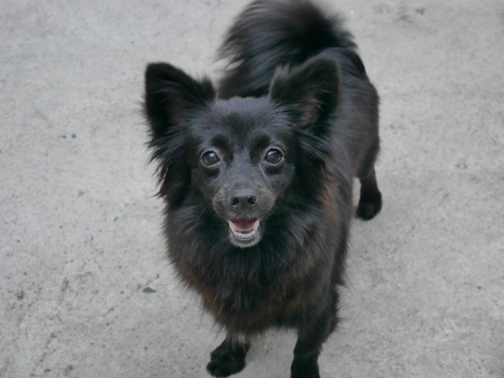 Виды метисов такс: дамераниан