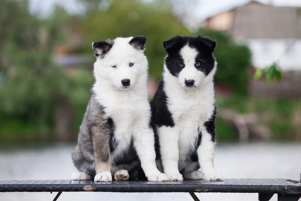 Якутские лайки имеют склонность к некоторым болезням