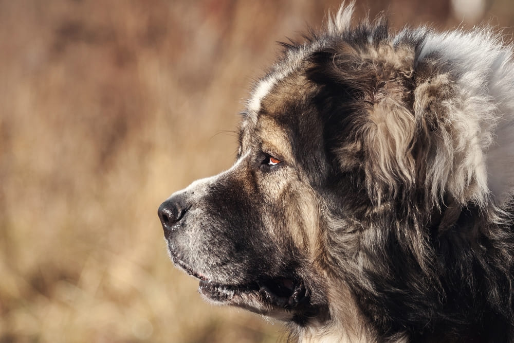 Важно следить, сколько весит кавказская овчарка по месяцам