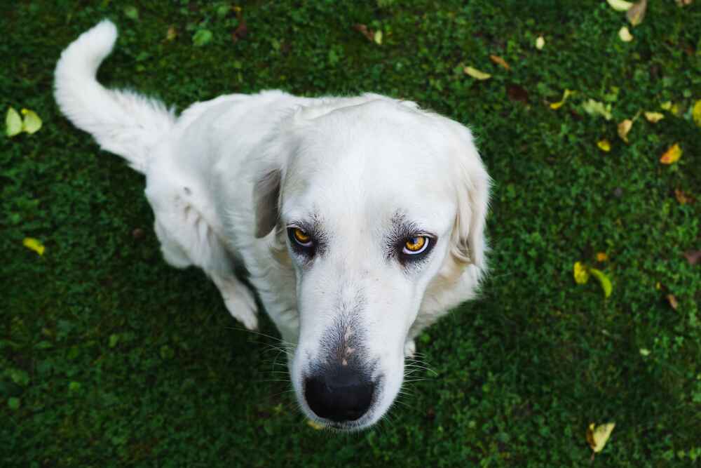 Как словацкий чувач относится к хозяину?