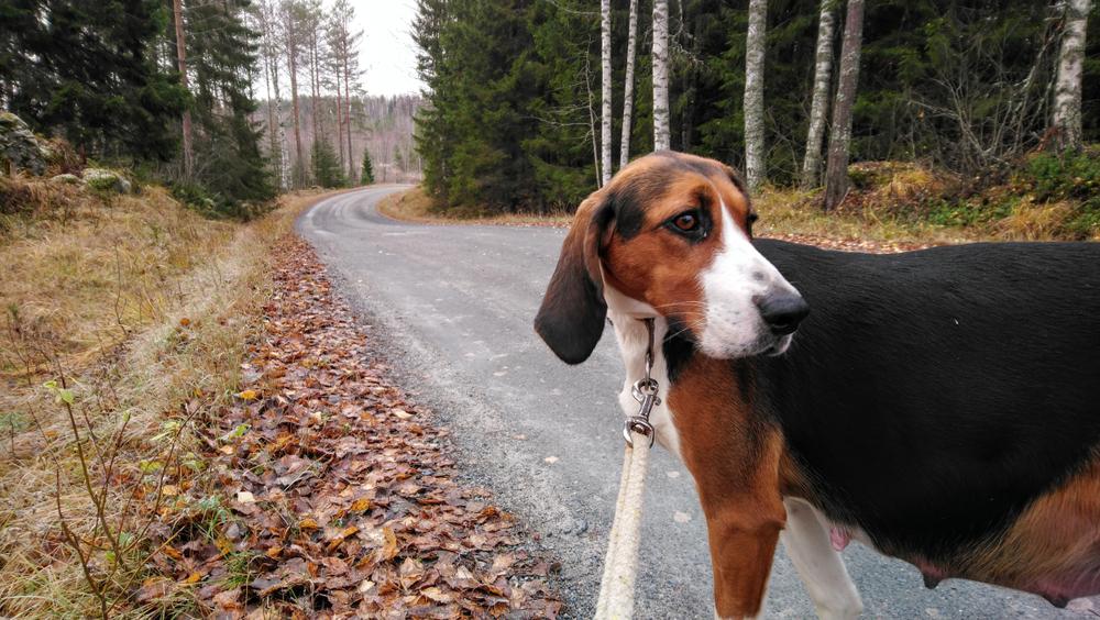 Характер финской гончей