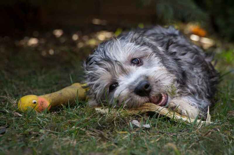 Какое здоровье у денди-динмонт-терьера?
