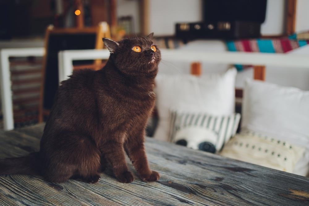 Сплошные окрасы шотландских кошек: шоколадный