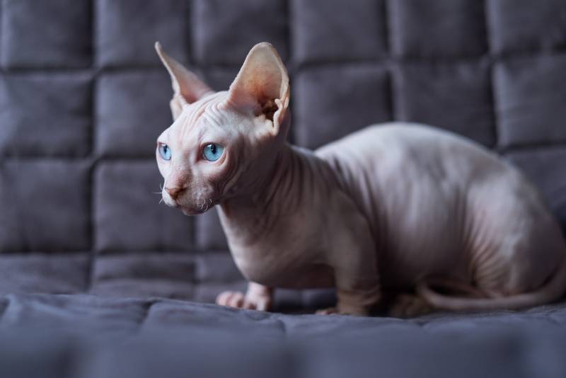 Самые ушастые кошки: бамбино