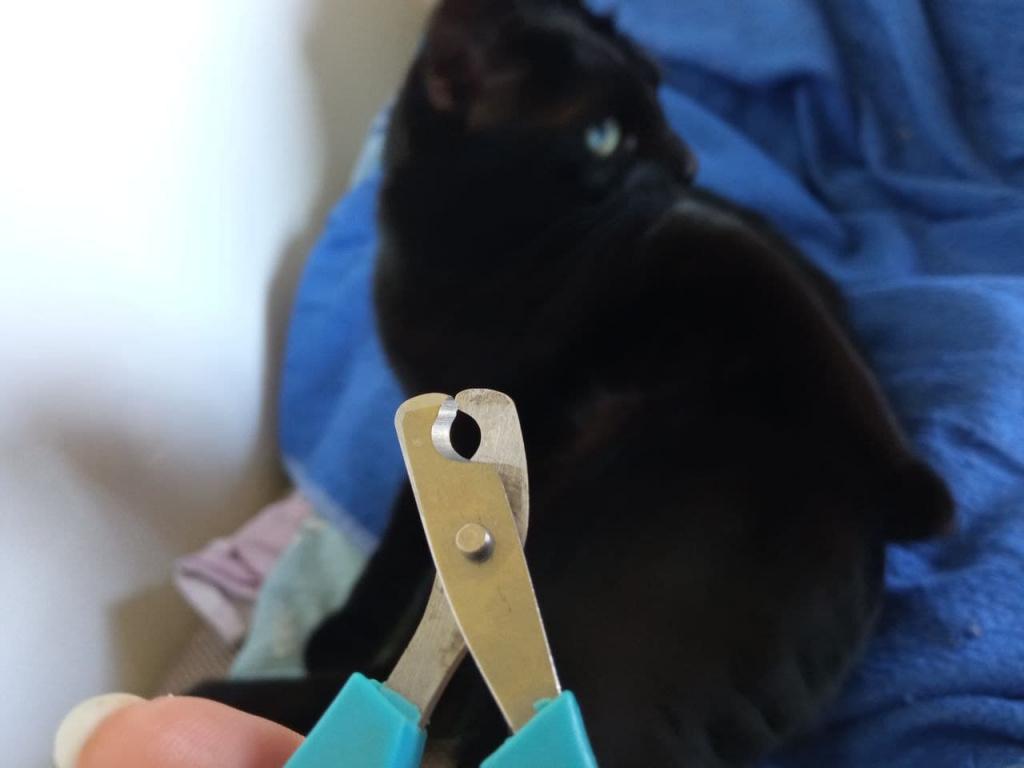 Почему используют специальный когтерез для кошек