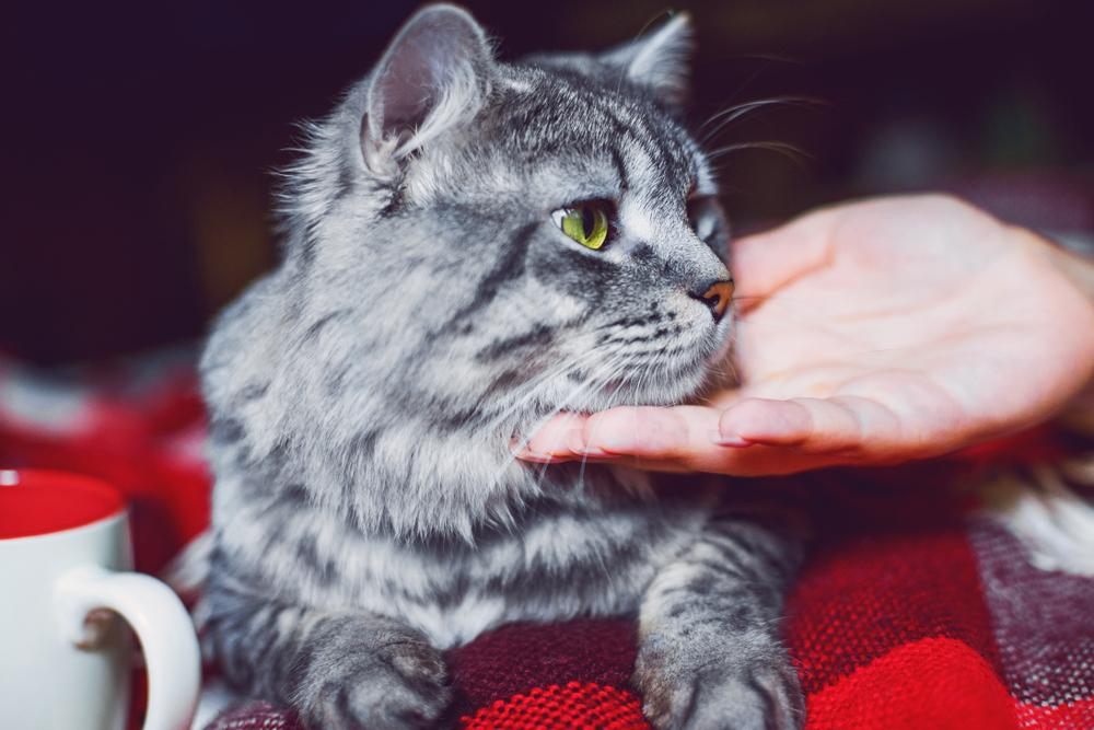 уход за кошкой при простуде уход за кошкой при простуде