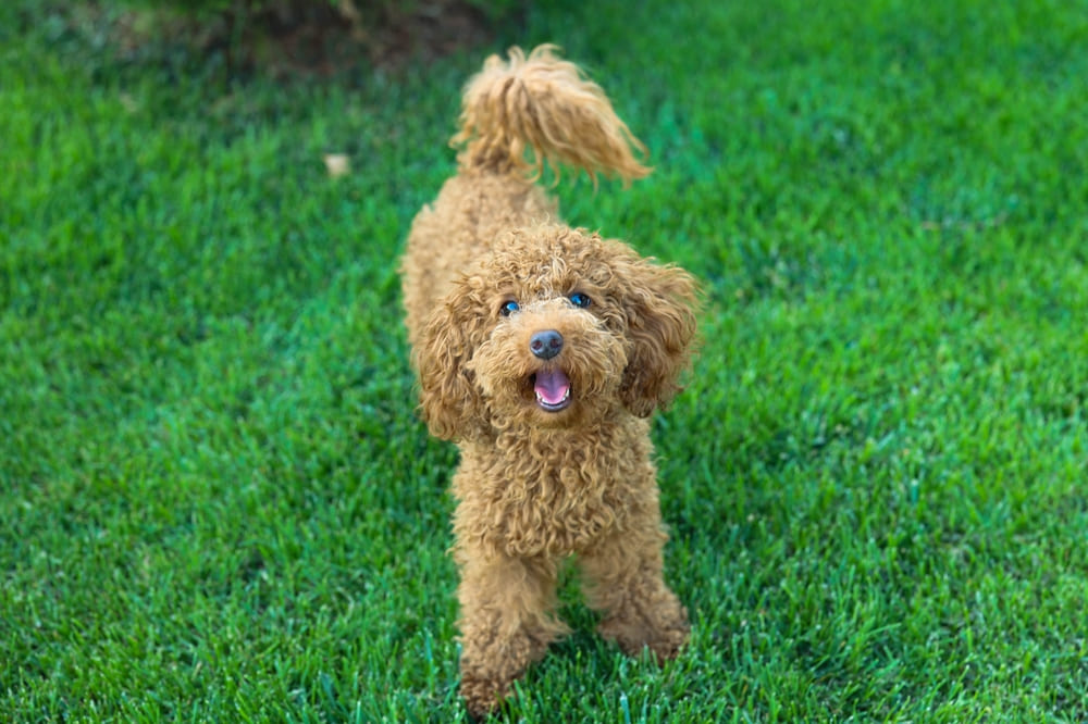 Нужно следить, сколько весит мальтипу