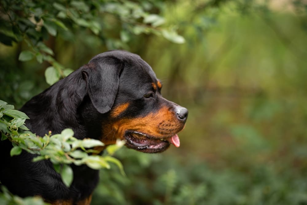 Важно знать, сколько возрастных этапов проживает ротвейлер