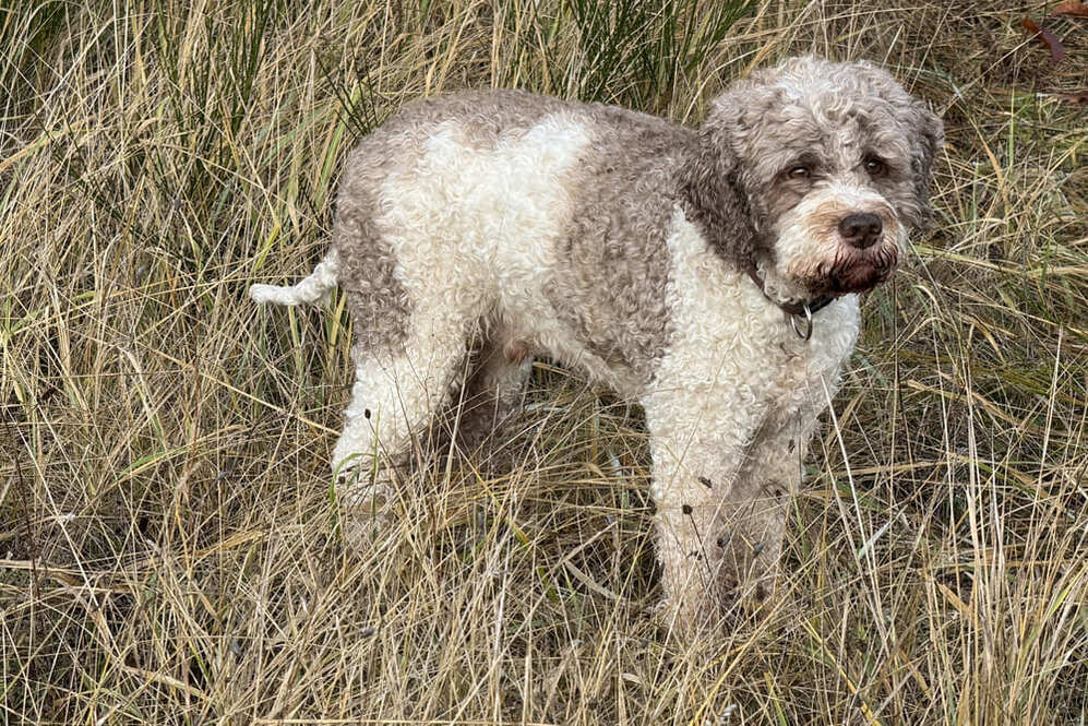 Питание лаготто романьоло должно быть правильным