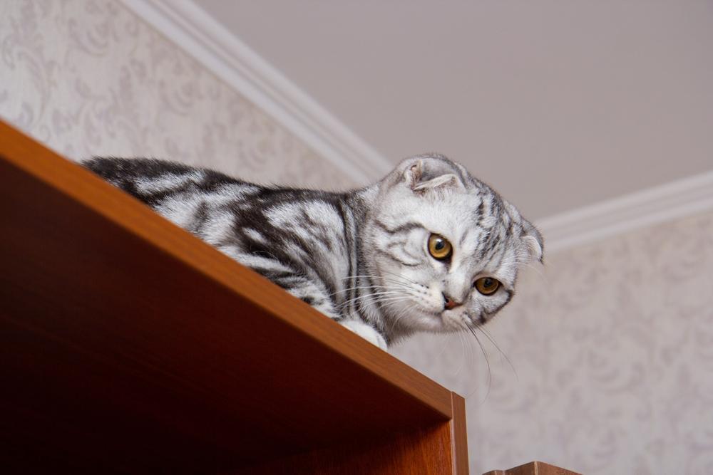 Какую кличку выбрать для шотландской кошки?