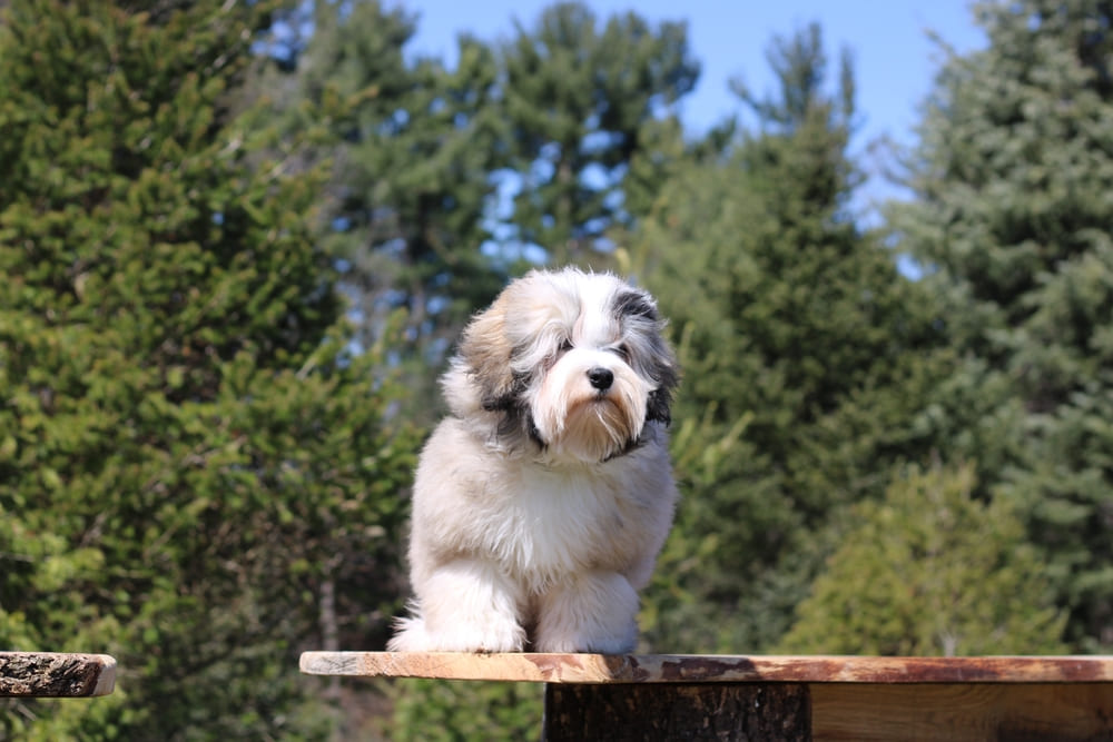 Малая львиная собака считается общительной породой