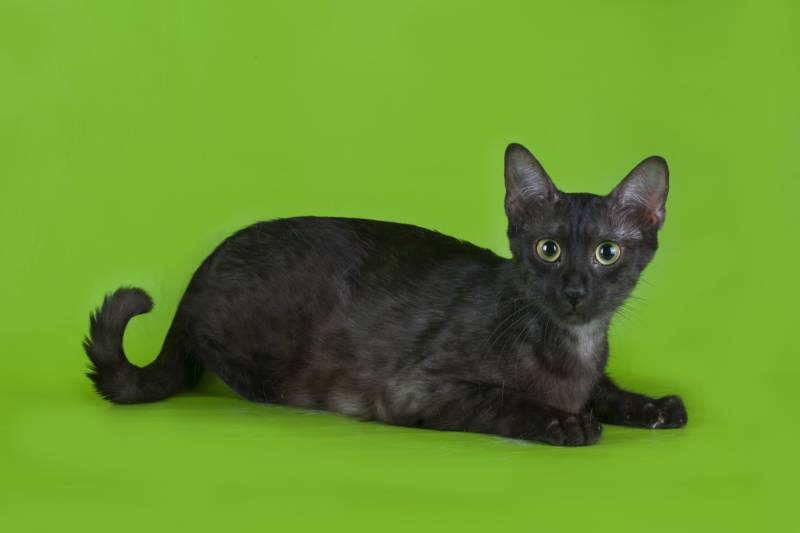 Породы кошек, которые разводят в Германии: аравийский мау