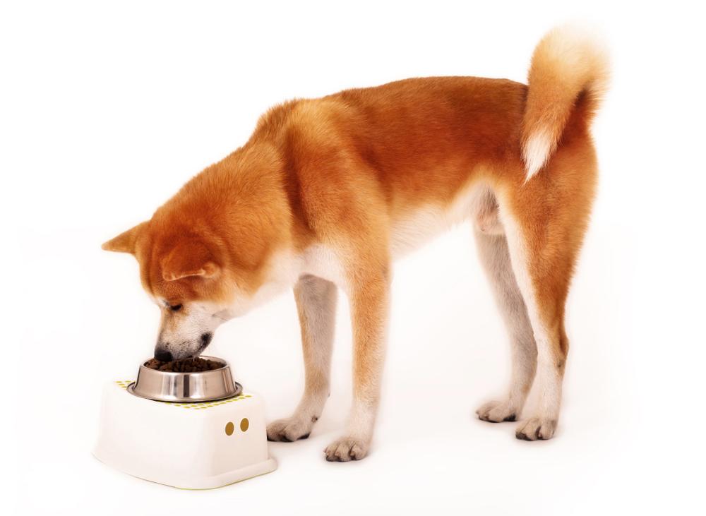 Особенности питания породы акита-ину