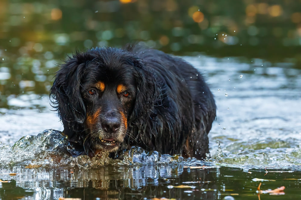 Ховаварты считаются спортивной породой