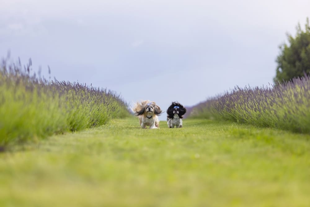 Важно следить, сколько весит ши-тцу