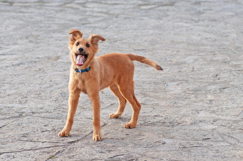 Воспитание баскской овчарки 