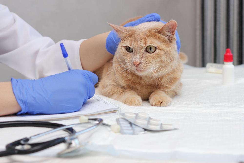 Классификация кошачьего лейкоза