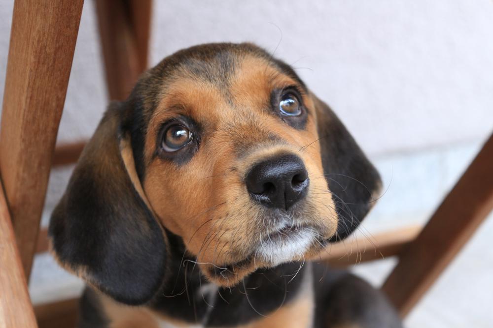 Репродуктивное здоровье польского огара