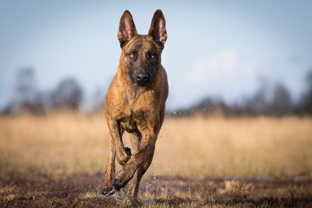 Приобретать хердера лучше в питомнике