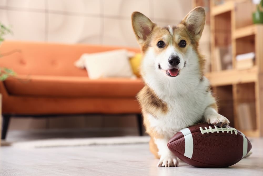 Корги с течкой нуждается в уходе