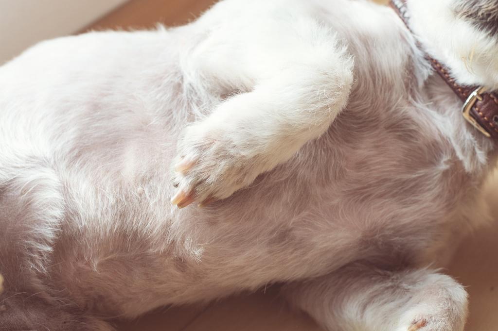 Симптомы при боли в животе у собаки
