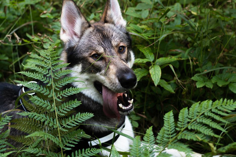 Особенности кормления тамасканской собаки