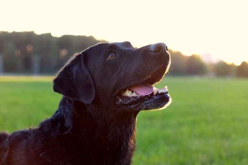 Милый лабрадор