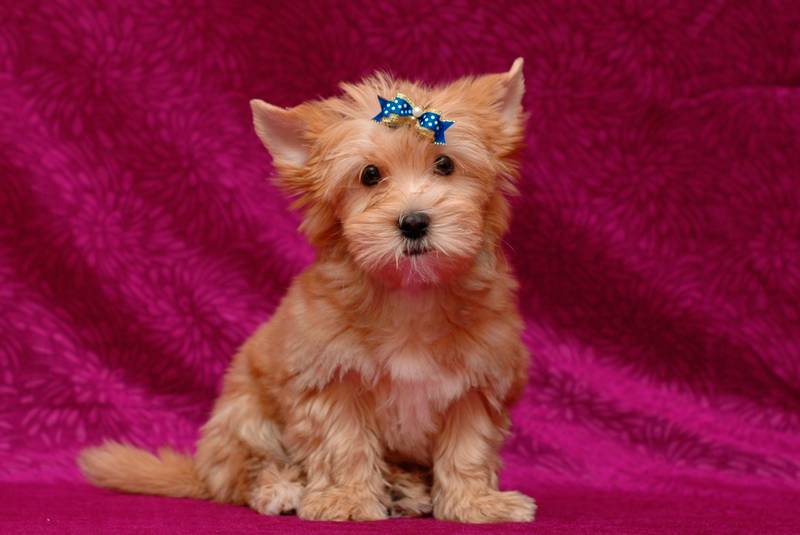 Уход и содержание русской салонной собаки 