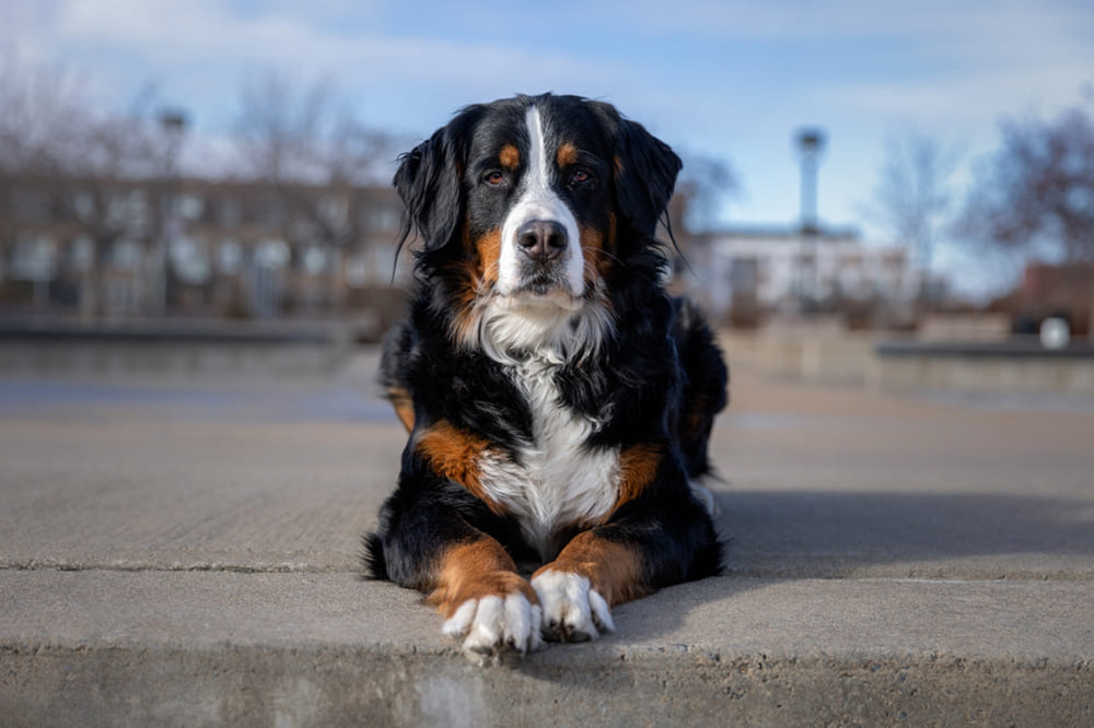 При обучении зенненхунда нужно поощрять