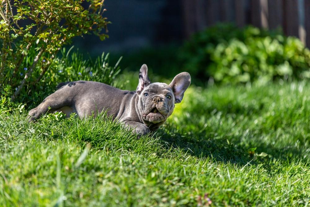 Заниматься дрессировкой синего бульдога нужно с детства