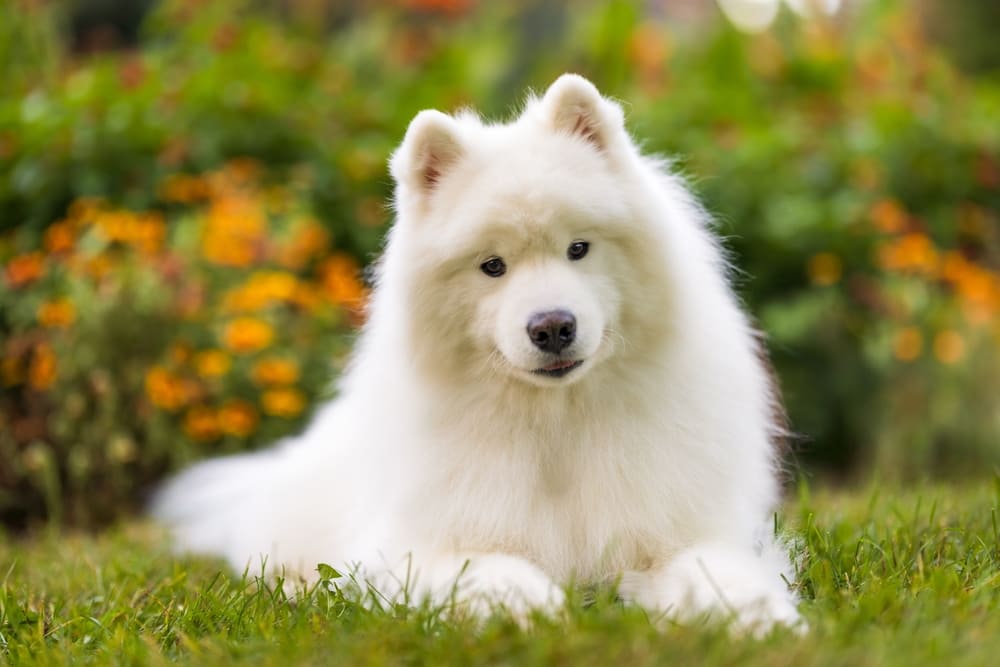 Самоедские лайки имеют склонность к дисплазии