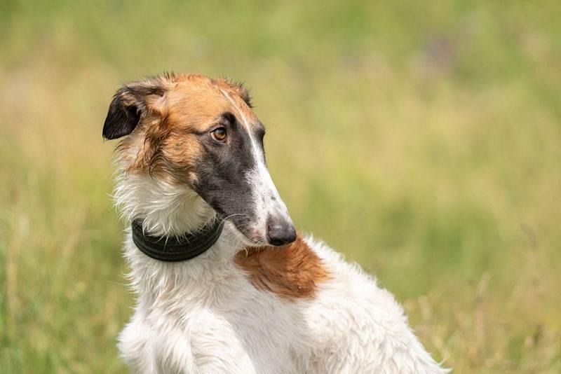 Виды породы волкодав: русская псовая борзая