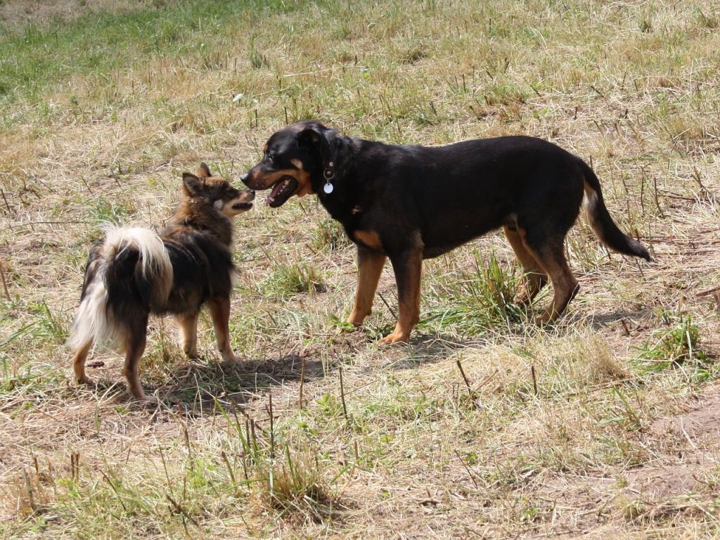 Как подружить собаку с другой собакой на нейтральной территории