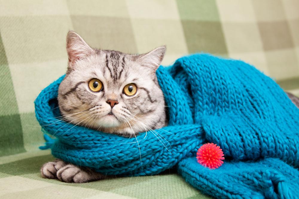 Здоровье породы шотландской прямоухой Здоровье породы шотландской прямоухой