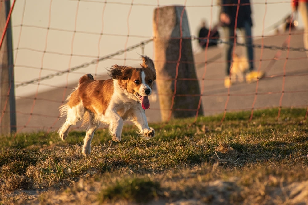 Так выглядит голландский спаниель