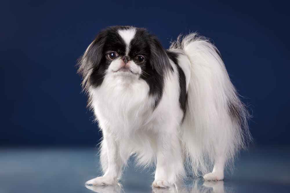 Владельцу важно знать, сколько живут японские хины