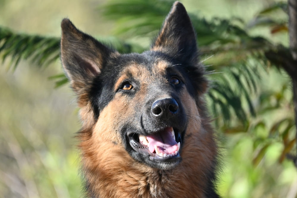 У немецкой овчарки могут обнаружить болезнь желудка