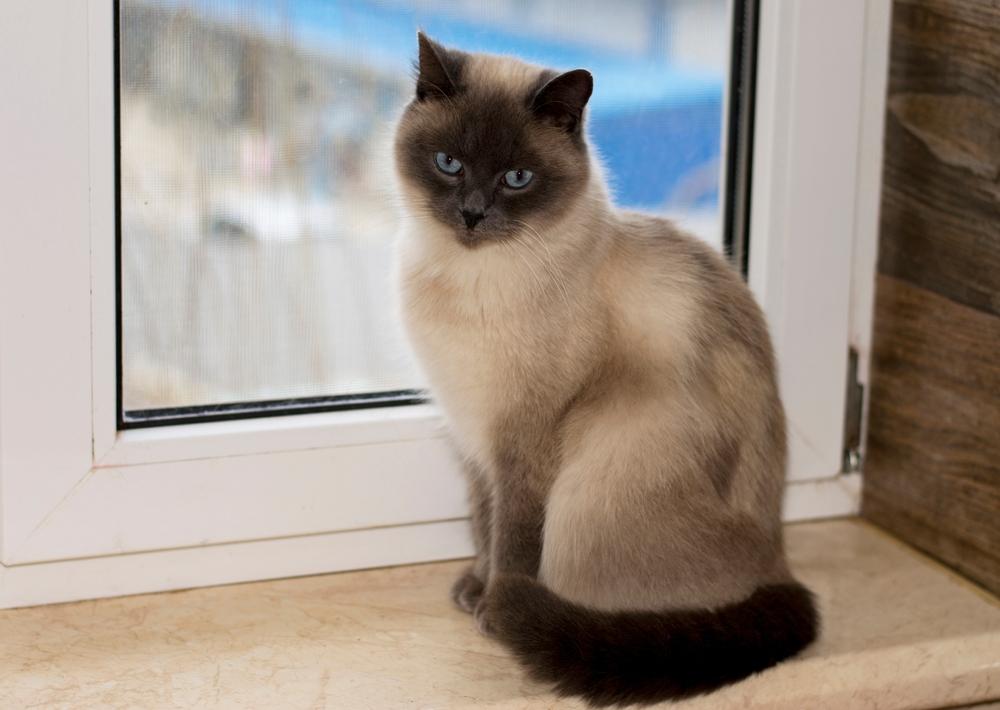 кошки, похожие на сиамскую: британская кошка колор-пойнт.jpg кошки, похожие на сиамскую: британская кошка колор-пойнт.jpg