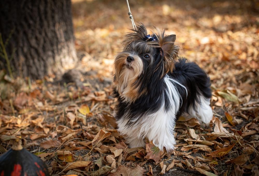 Какие бывают виды йоркширские терьеры: бивер-йорк Какие бывают виды йоркширские терьеры: бивер-йорк