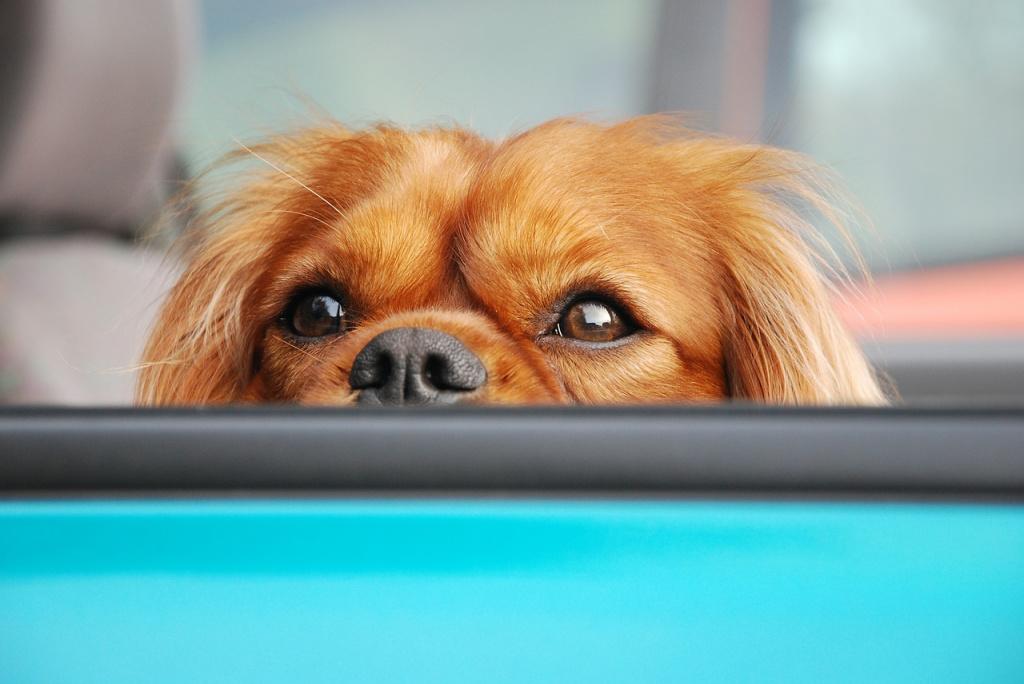 Диагностика хламидиоза у собак Диагностика хламидиоза у собак